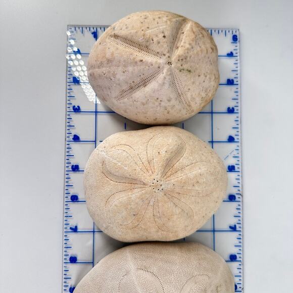 Lot of 6 Fossil Sand Dollars | Natural Sea Biscuit Specimens | Coastal Decor - Picture 4 of 9